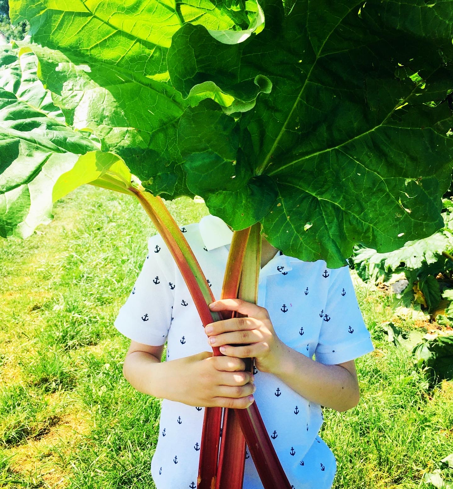 Compote de rhubarbe au citron et fraises de Kousmine La marmite siffle